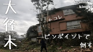 felling a large tree in the garden