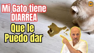 Mi Gato Tiene Diarrea Que Le Puedo Dar?