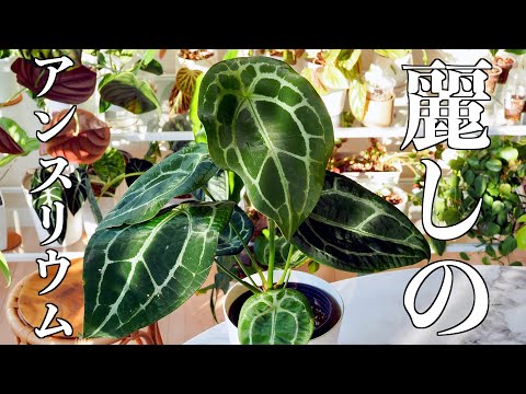 Auction Purchase] Native Anthurium | Plant Introduction - YouTube