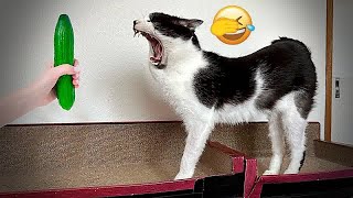 The ULTIMATE Cat and Dog Videos! | FUNNIEST Petsa