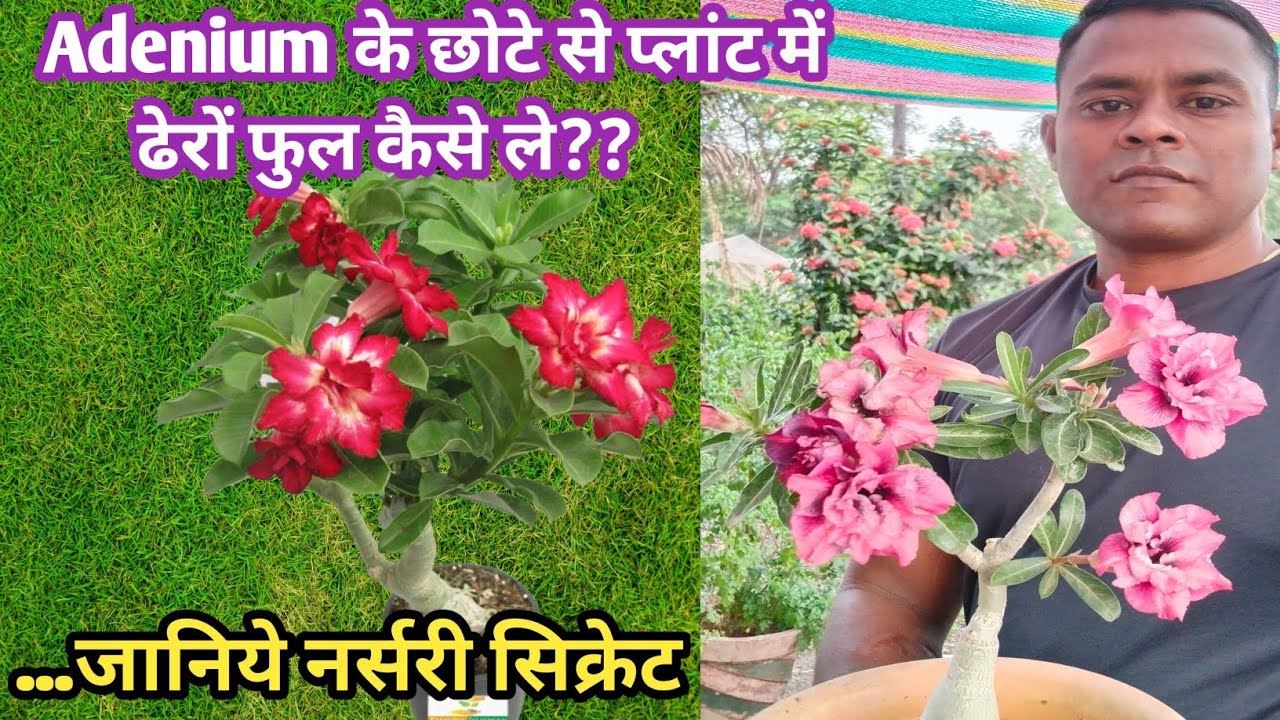 छोटे से Adenium प्लांट में ढेरों फुल कैसे ले/Adenium Plant Care/My ...