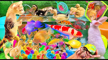 Vịt Con Cá Vàng Bơi, Bắt Các Con Vật Dễ Thương, Cá Cảnh, Mèo Con, Cá, Cá Koi, Cá Trê, Cua Rùa Ốc Sên
