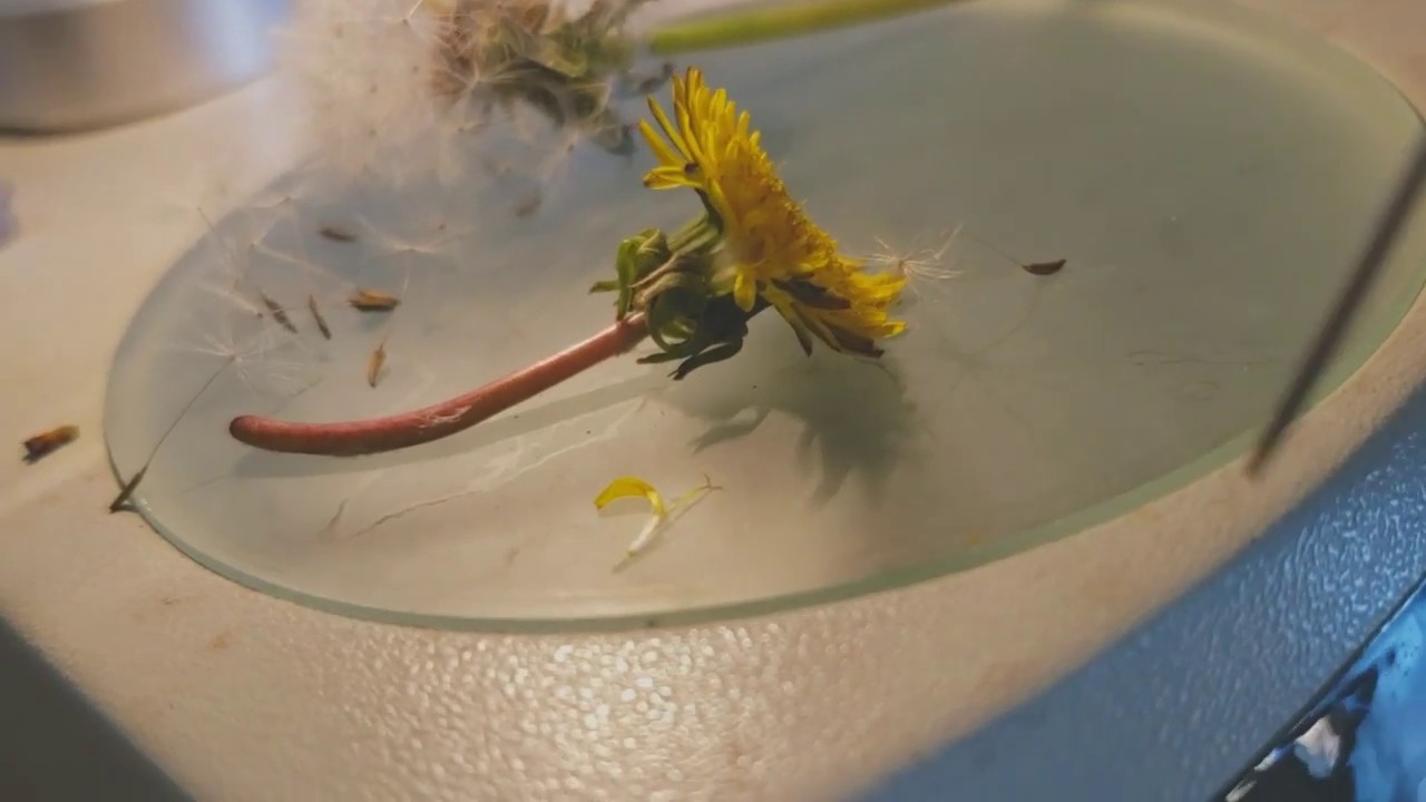 The Mindblowing Structure of Dandelions and Sunflowers (Asteraceae)