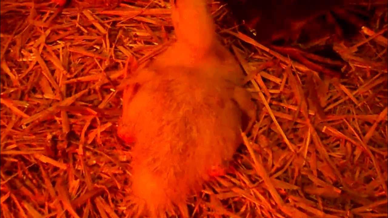 Confirmed Niacin Deficiency In Our Duckling Total of 3 Now 08 Raising