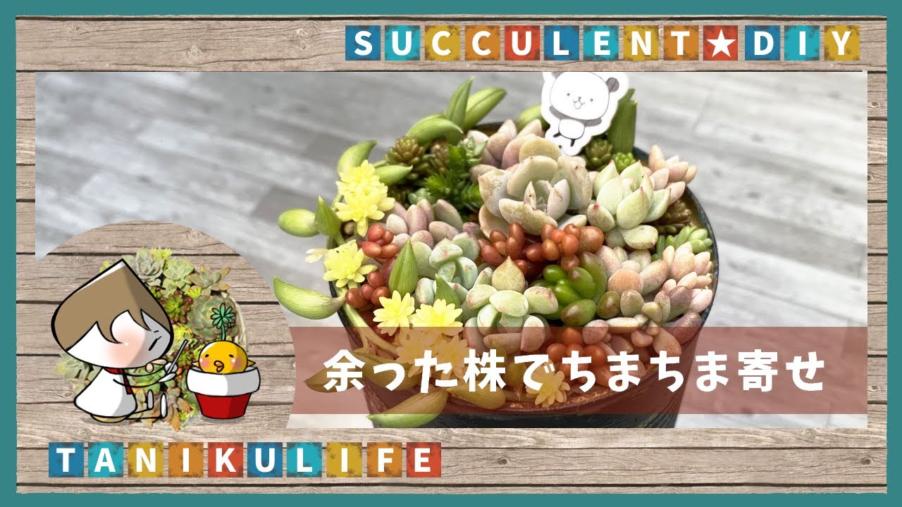 多肉植物】余ったちんまい株でちまちま寄せしたん【succulent】 - YouTube
