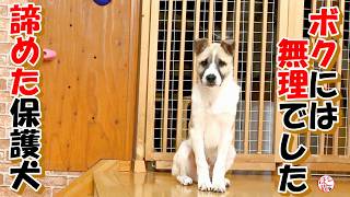 【保護犬 保護猫】お散歩特訓＋おまけコーナー