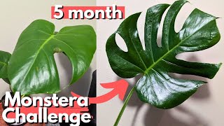I grew this plant as FAST AS POSSIBLE