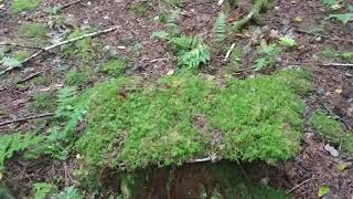 An update on the moss bath mat.