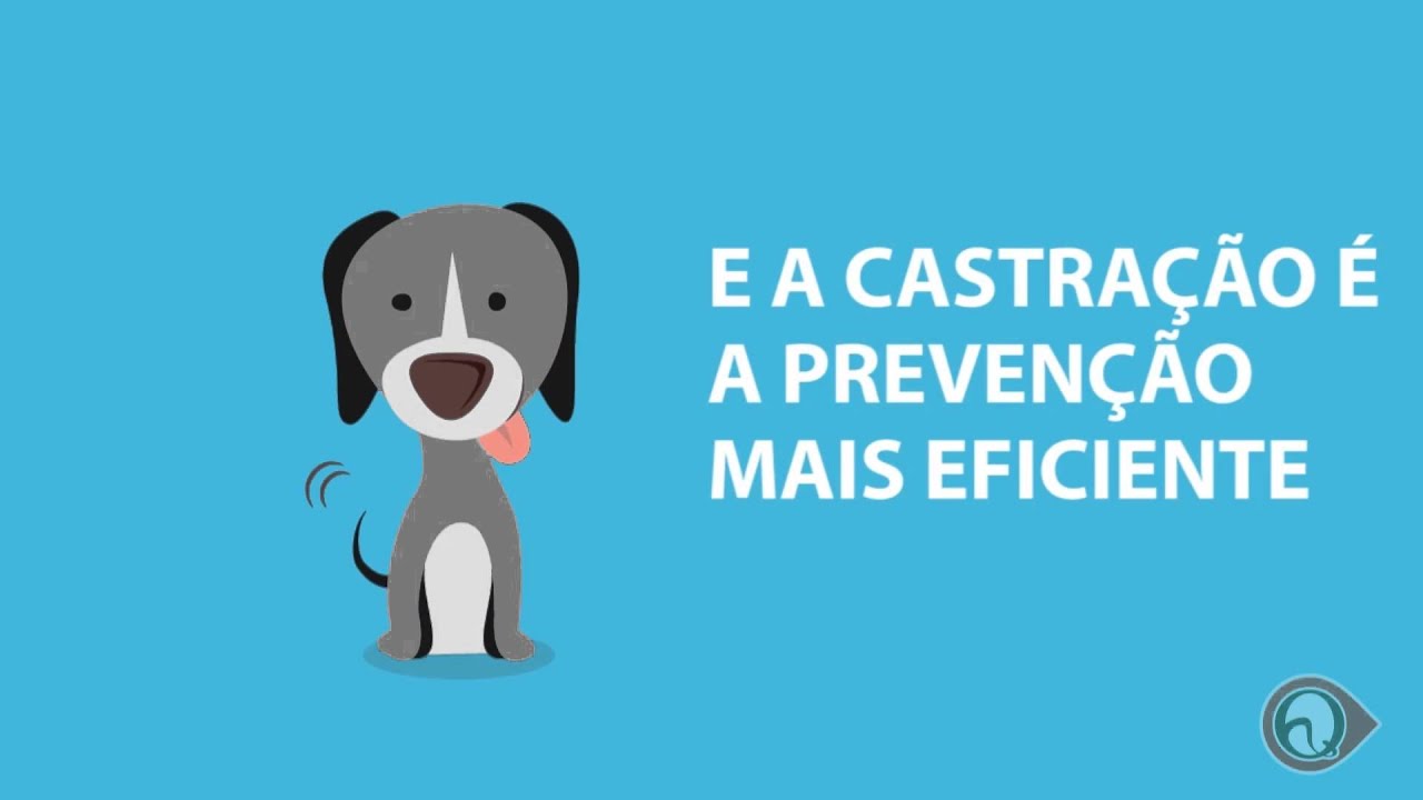 próstata animal