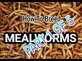 How to breed mealworms  part 1 caring for mealworms