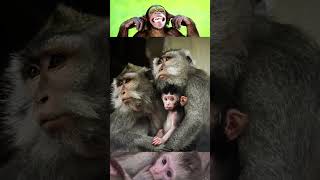 Monkey vs Apes ll Difference between Human and Apes ll Evolution Class 12 ll #monkey #bajarangbali
