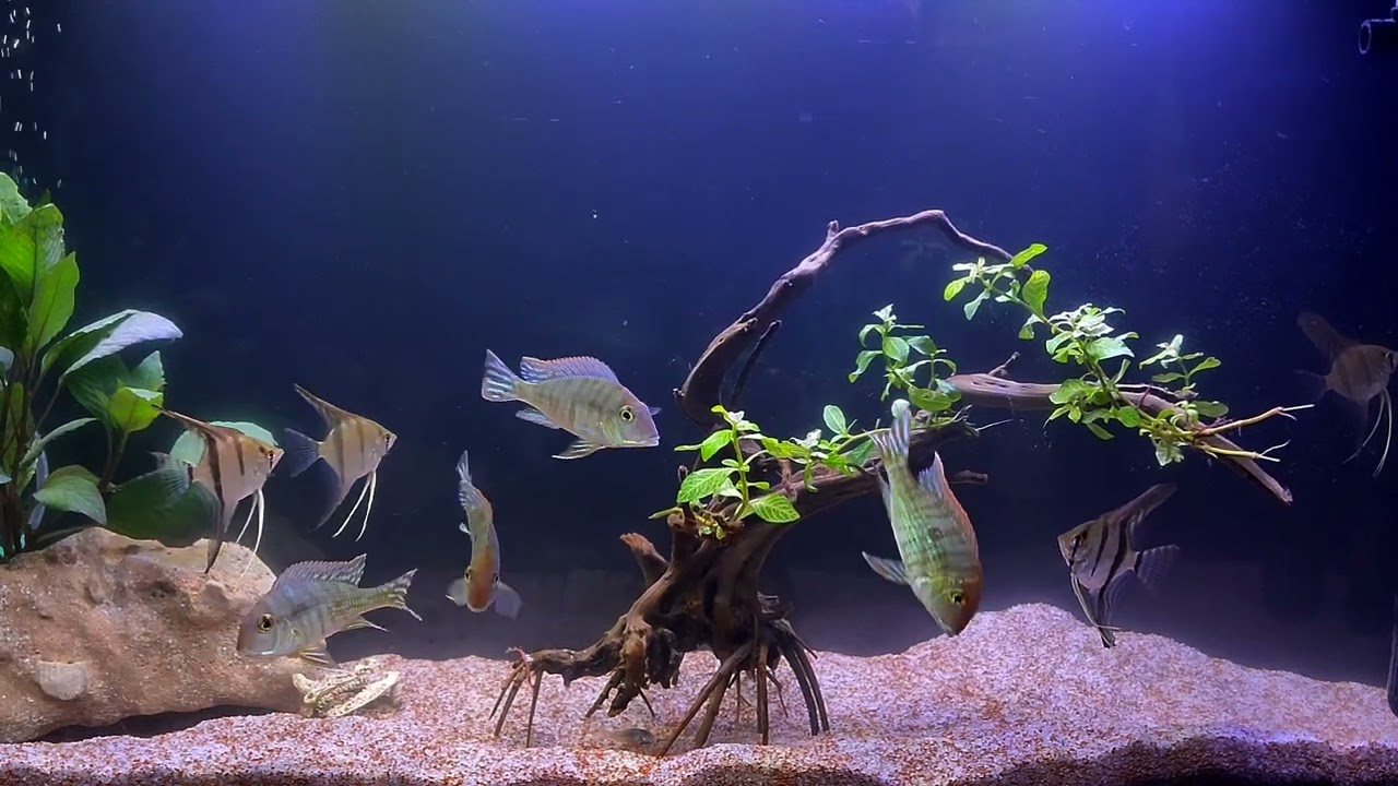 Geophagus reddhead  tapajos tank setup