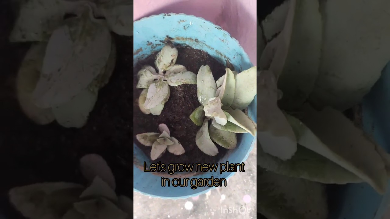 !! Let's grow new plant in garden 🌿🌱🍀