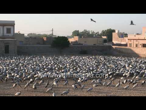 A large flock of Demoiselle cranes at Khichan bird feeding centre