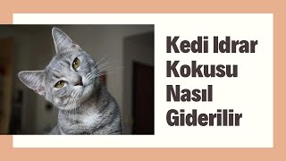 Kedi İdrar Kokusu Nasıl Giderilir