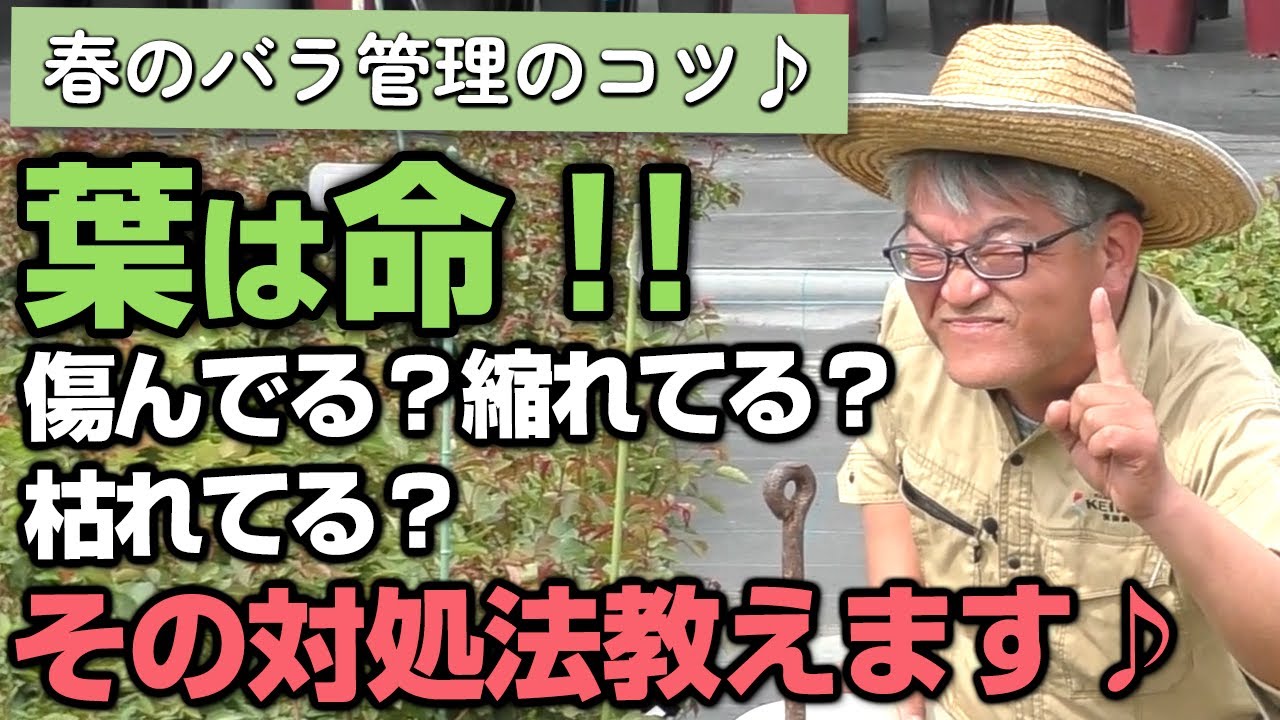 【バラの育て方】春のバラ管理のコツ♪葉は命！！傷んでる？縮れてる？枯れてる？その対処法教えます♪（2024年4月26日）