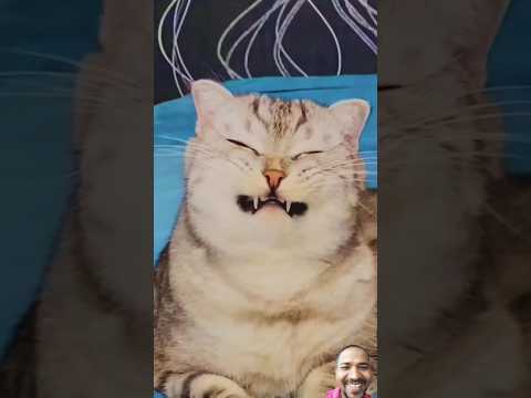 Billi V Akhe Mar Raha Hai Comedy Funny Ajaypop Funnycomedy Funnyscenes Crazycomedy Exclusive