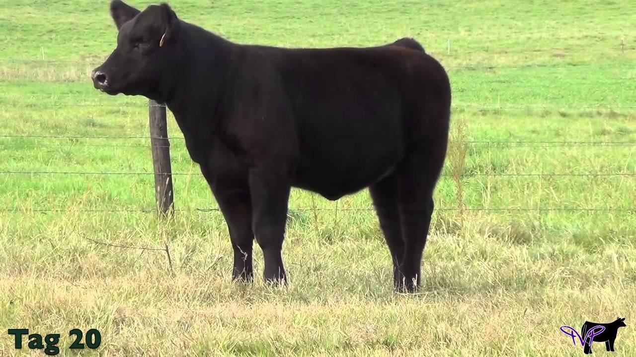 Schultz Farms-Tag 20