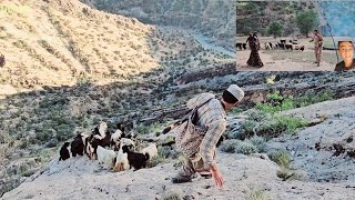 'CharmingAdventuresofNomadicLife:Traveling to Nardase andTryingtoFindLost Sheep in the HighRocks'
