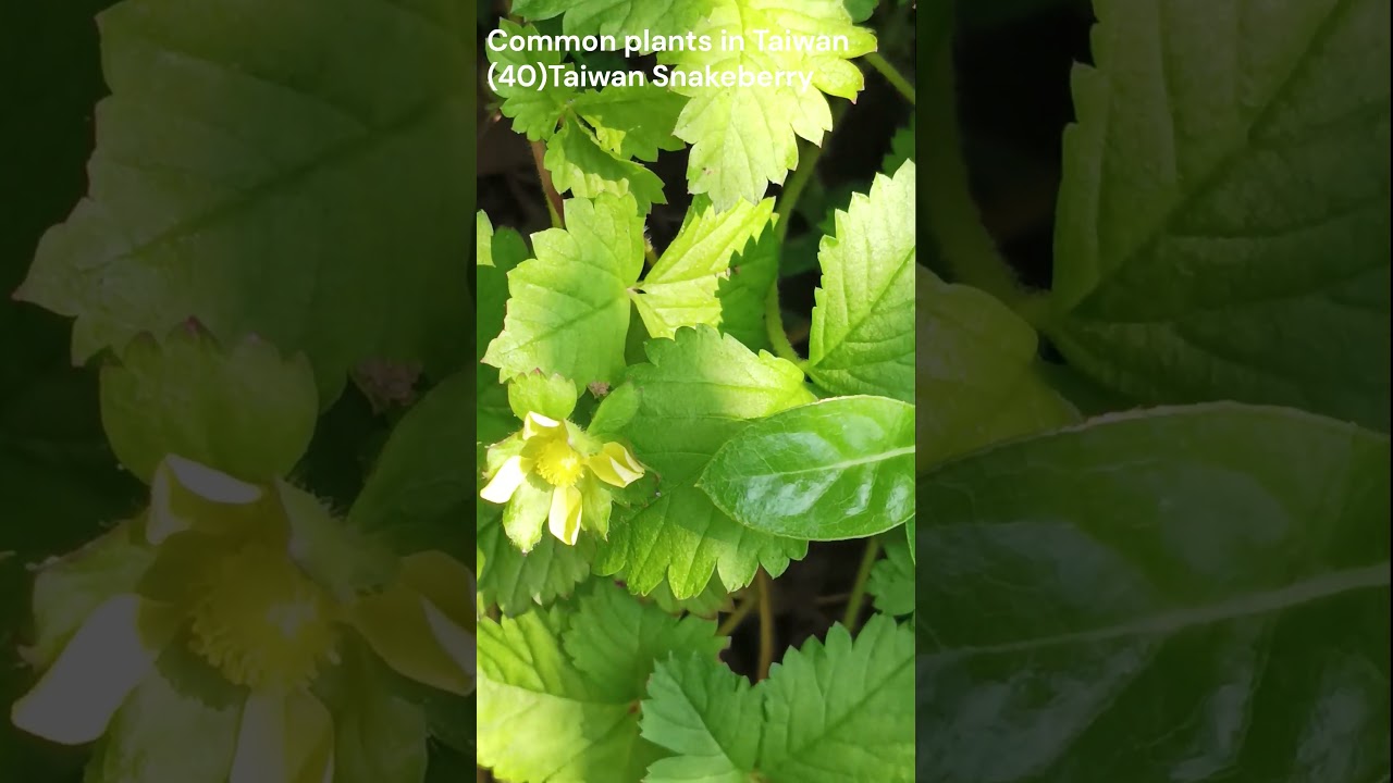 (40)Taiwan Snakeberry 