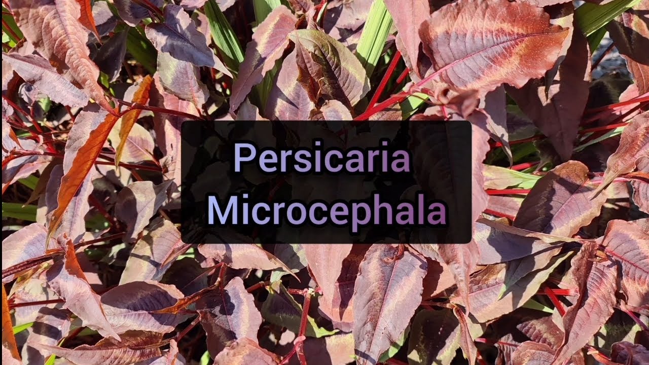 Persicaria Microcephala: How to grow this plant and propagate cuttings.