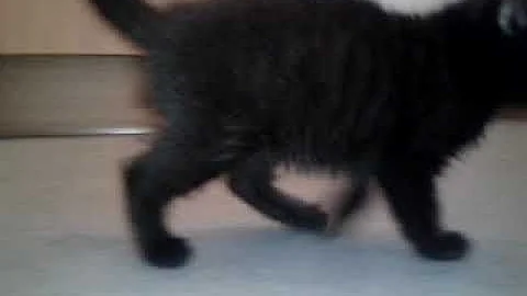 Watch the video about Siberian Black kittens