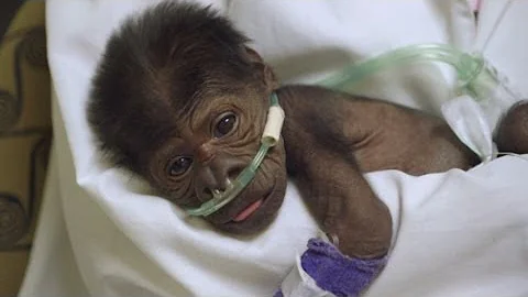 Baby Gorilla Born Last Week Has Pneumonia, Expecte...