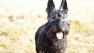 Scottish Terrier Agility Equipment: Making Your Pet's Exercise