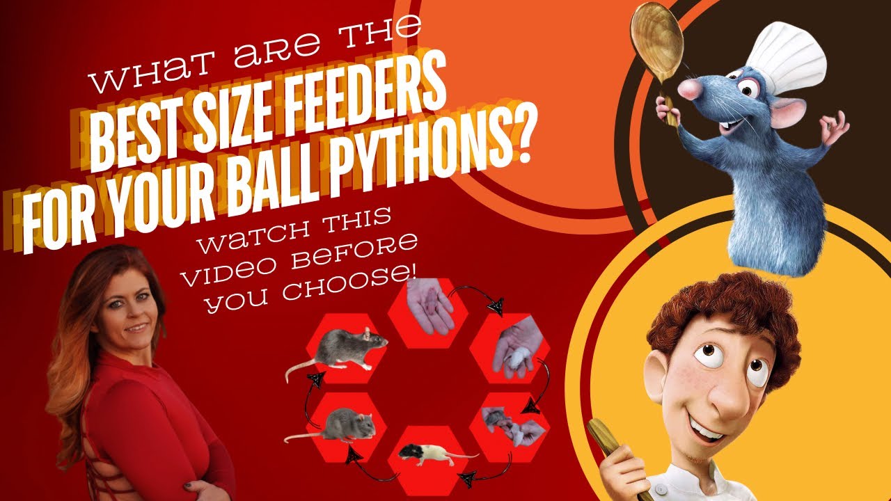 Reference video for feeder Rodent Size