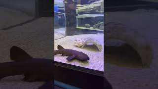Short-tail Nurse Shark Highlight
