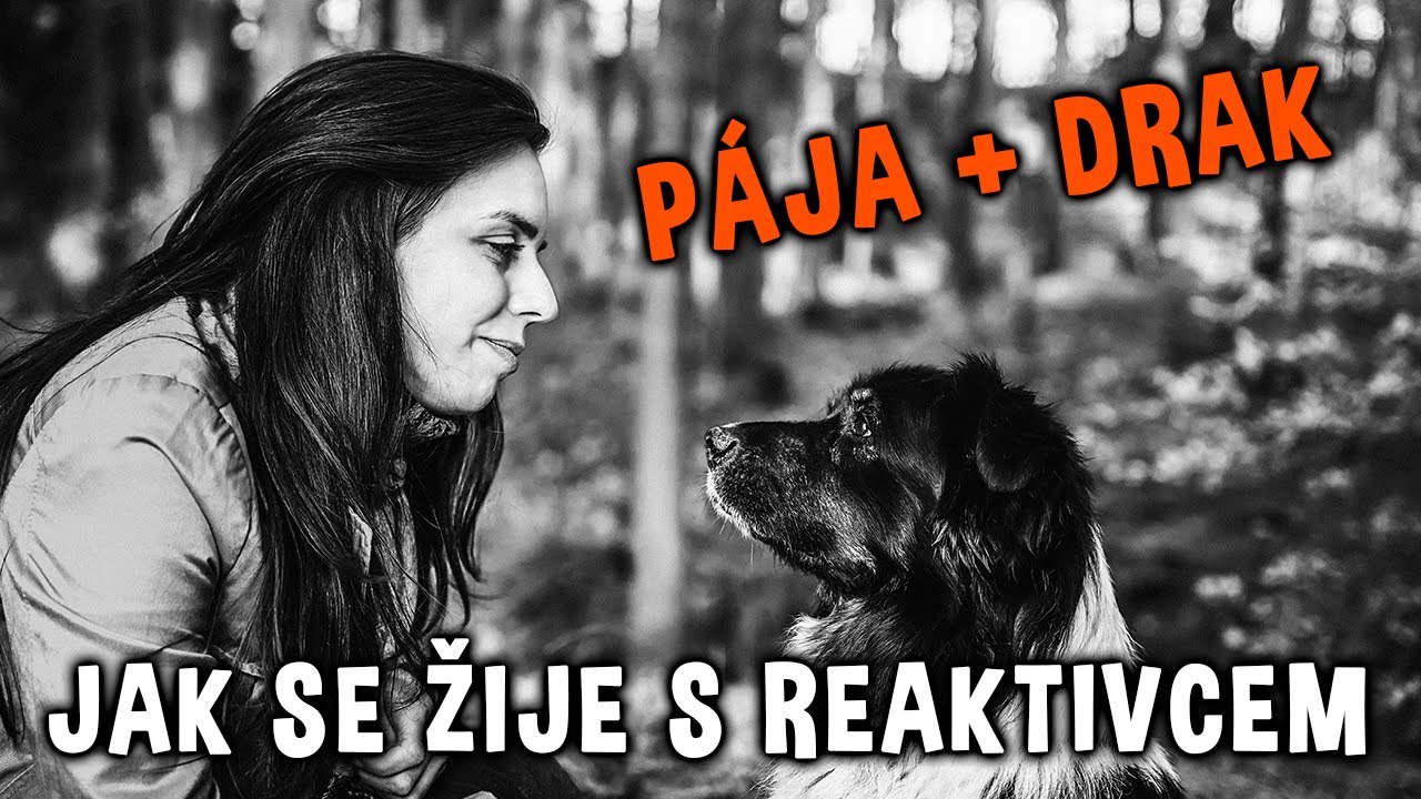 Jak se nám žije s REAKTIVCEM 🐶 Díl IV. - Pája a Drak (australský ovčák bez PP)