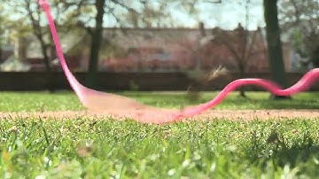 CLV Everybody Up 1 | Unit 5 - Lesson 4 - Animals