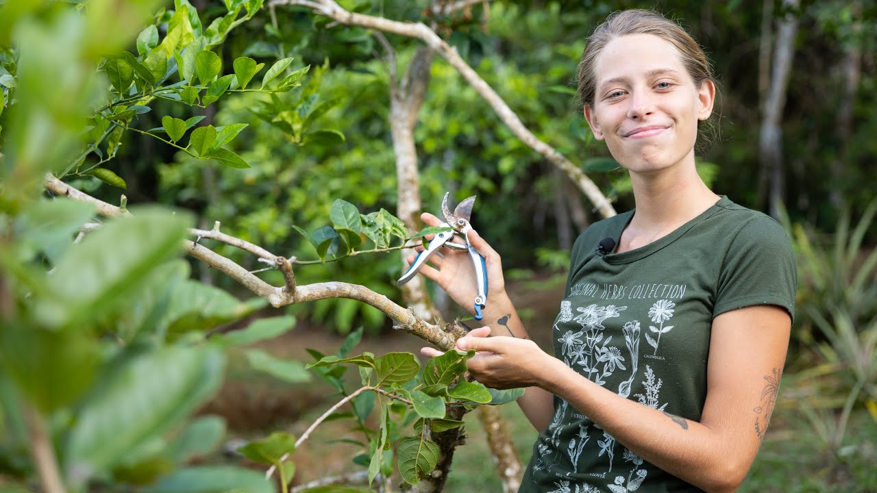 Dica pra podar certo qualquer planta