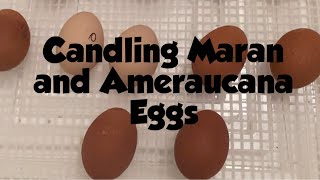 Candling Maran and Ameraucana Eggs