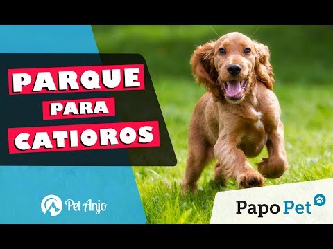 Vídeo: Ferramenta De Avaliação Do Comportamento Do Cão Disponível Para Os Proprietários