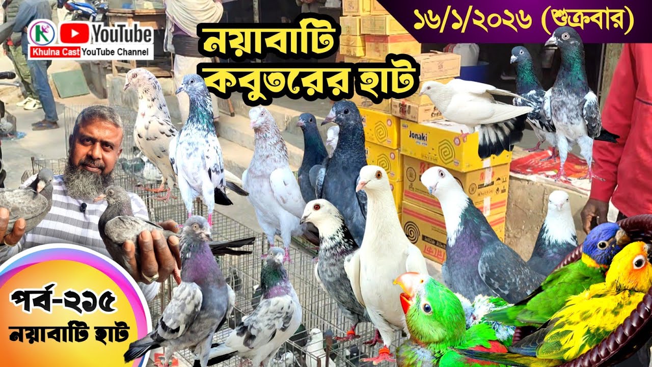 নয়াবাটি কবুতরের হাট পর্ব-২১৫।।খুলনা জেলার সবথেকে বড় কবুতরে হাট নয়াবাটী ।। the Largest pigeon market
