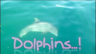SV1 WildChild S03E19 easy sailing life and DOLPHINS...!