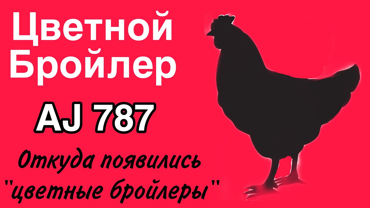 Цветные Бройлеры Описание С Фото Отзывы
