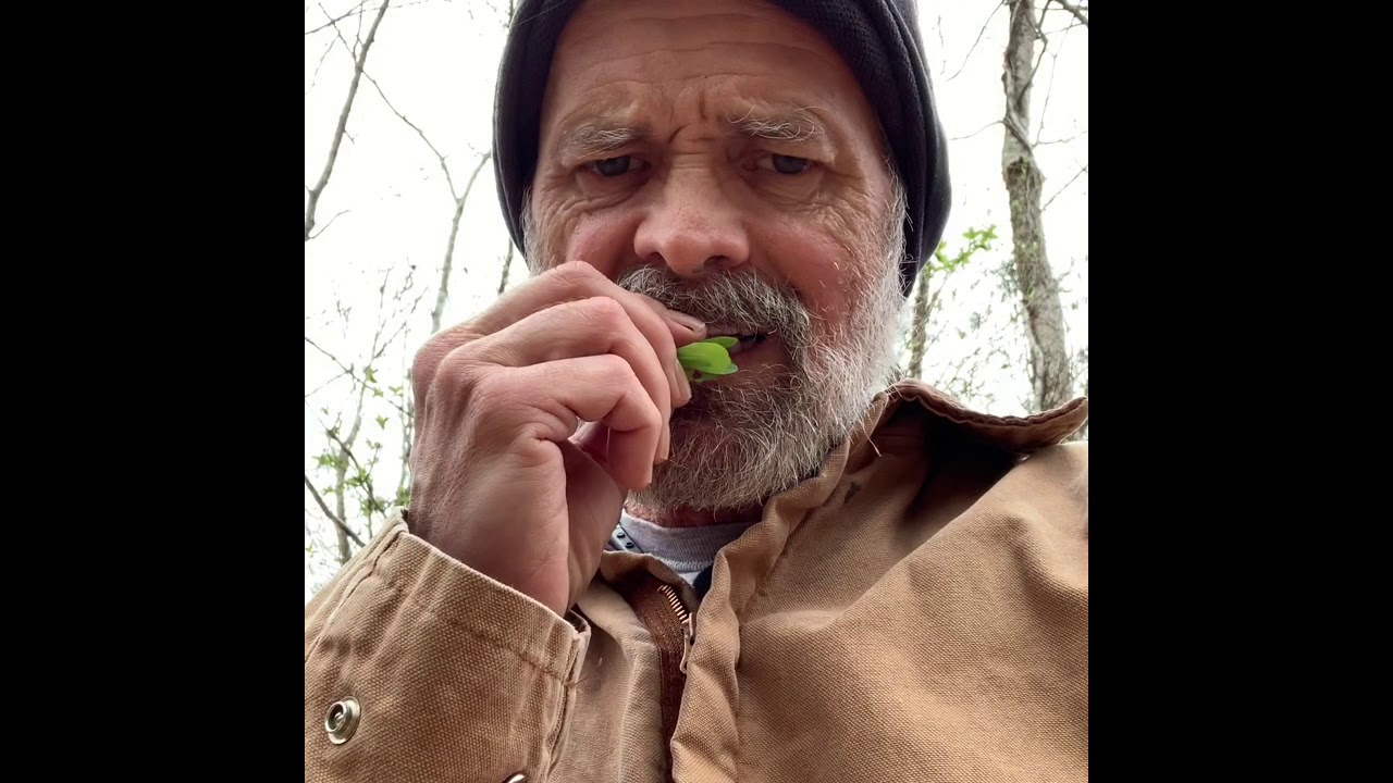 Wild Plant Edibility Test