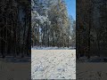 Unexpected Bird in Snowy Reeds❄️ASMR Animal Trail Encounter on Frozen Lake #asmr #frozenlake #relax