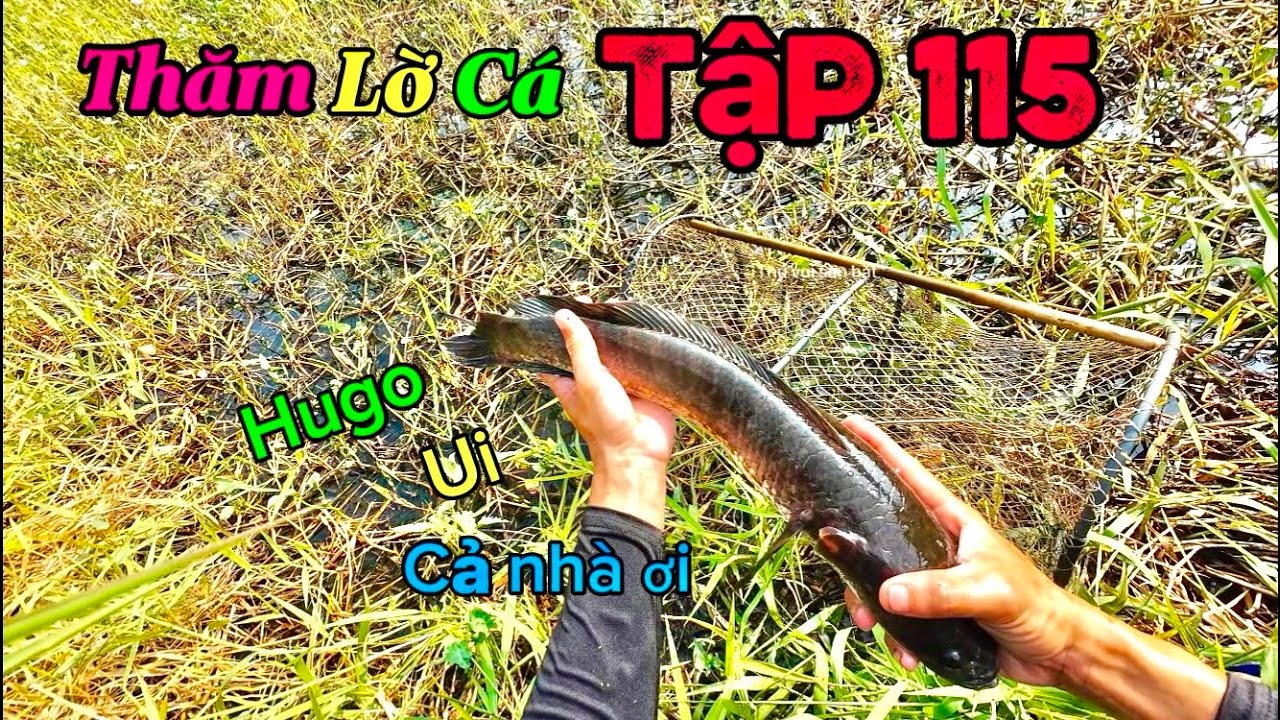 Thăm lờ cá tập 115. Bat ca mien tay  Trúng mánh hugo ui cả nhà oi!.@Thuvuisanbat62 