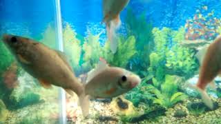 ikan raksasa arapaima gigas 