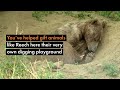Rescue bears at Balkasar Bear Sanctuary receive a surprise!
