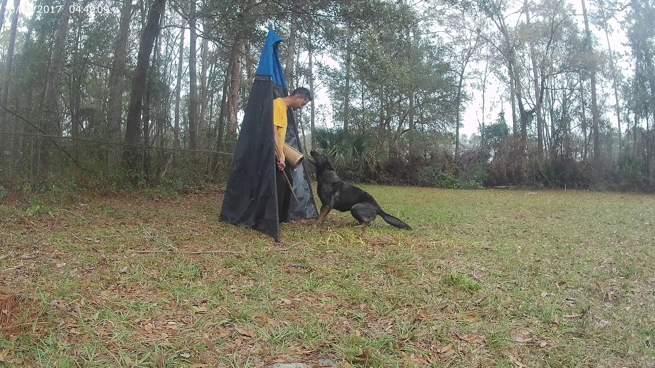 Dog training Jacksonville, Florida Gaja playing in the blind YouTube