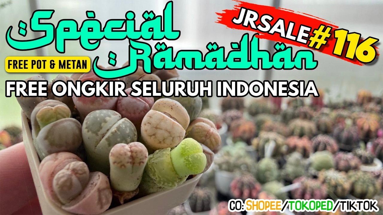 Beli Kaktus Free Ongkos Kirim Spesial Ramadhan