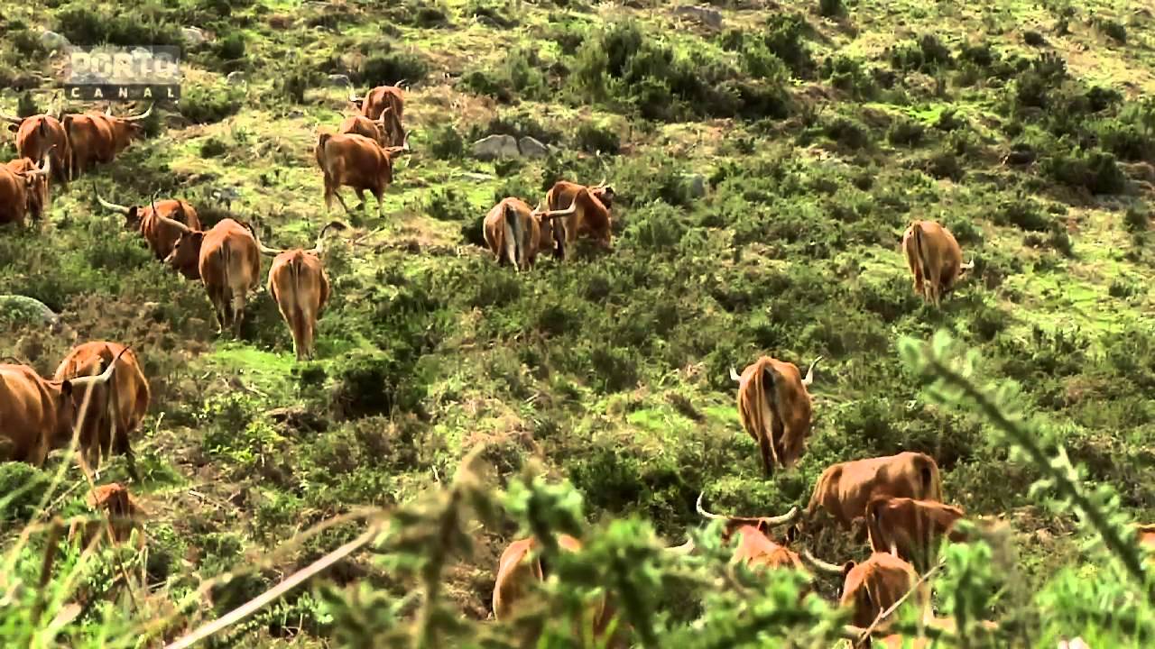 Produtor de Carne Barrosã - Cabeceiras de Basto
