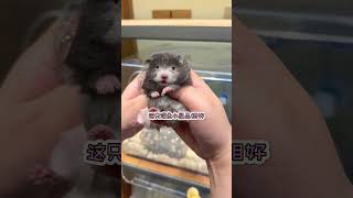 仓鼠店店长选鼠的一天！ #仓鼠 #金丝熊