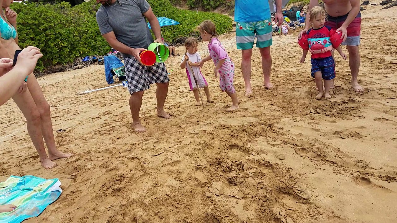 Crab racing Maui YouTube