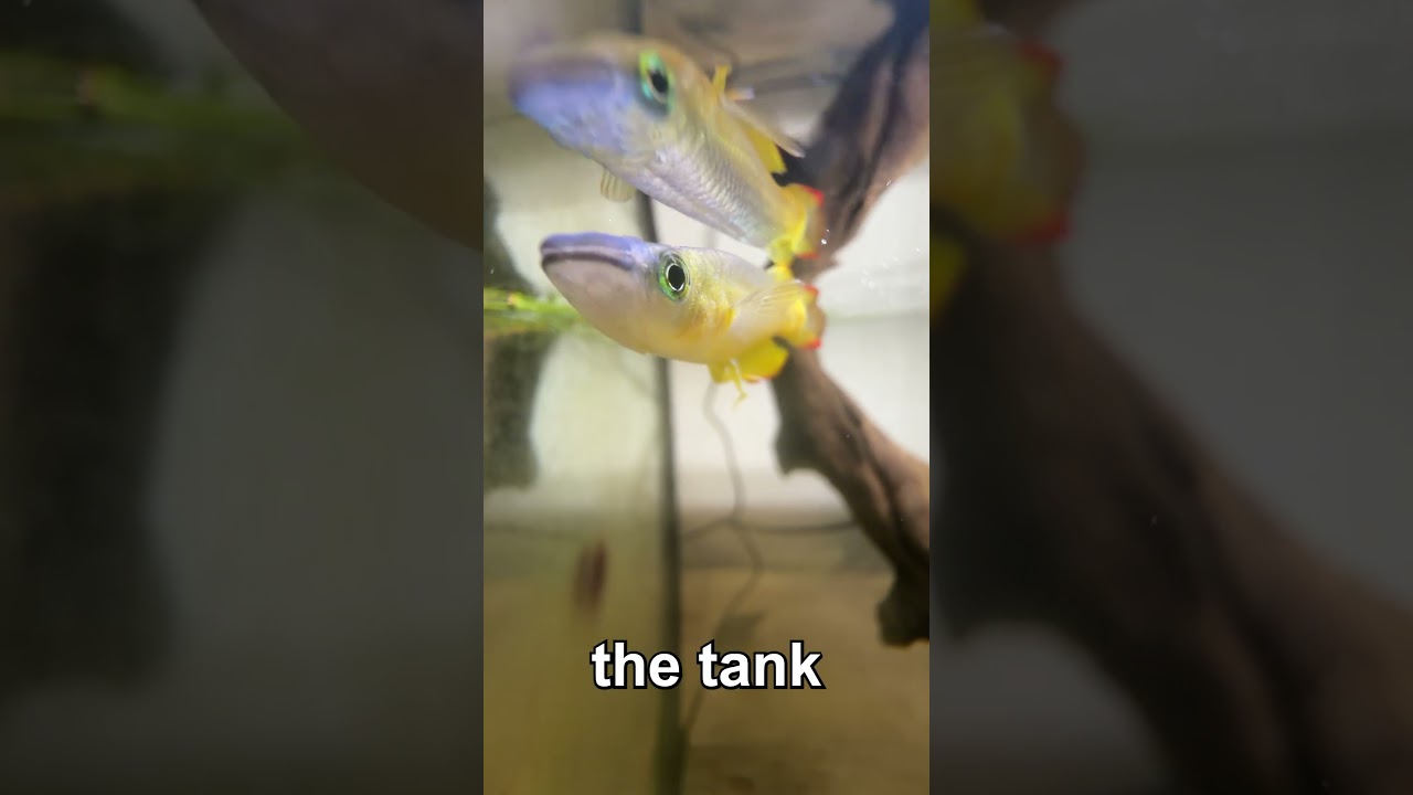 Day 2 of Raising a Baby Bass