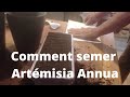 Comment semer artemisia annua  mthode inratable